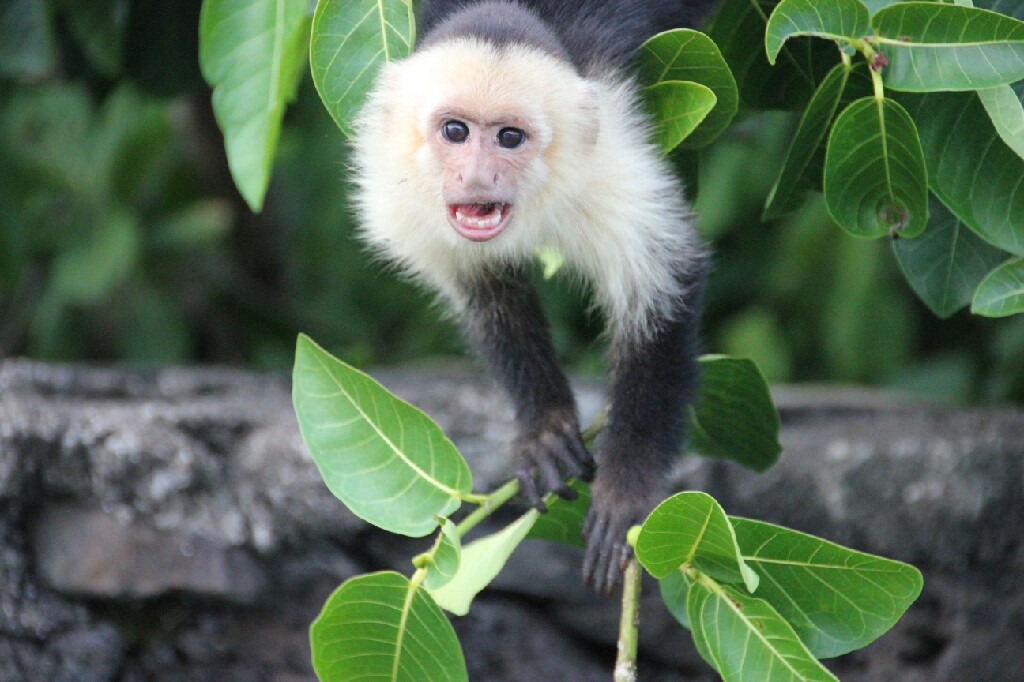 Young capuchin