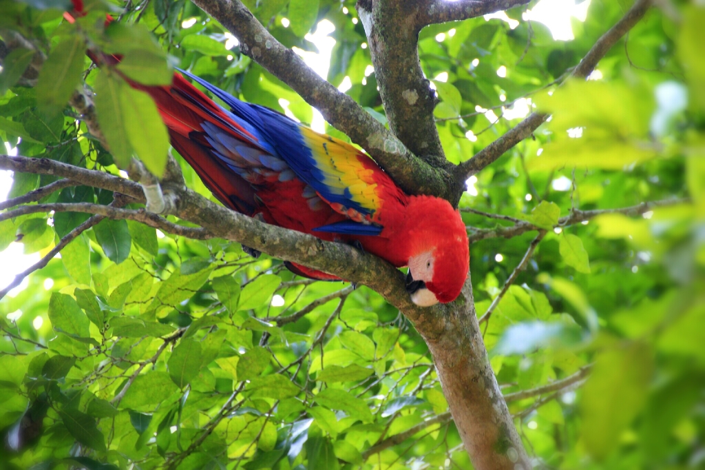 Macaw