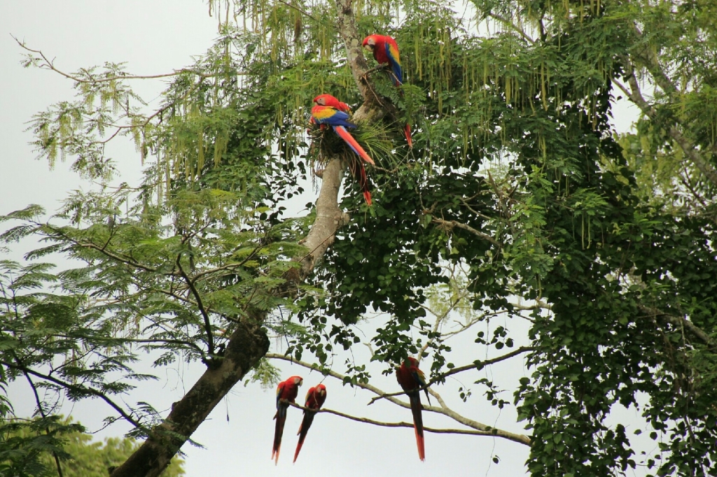 Beautiful Macaws