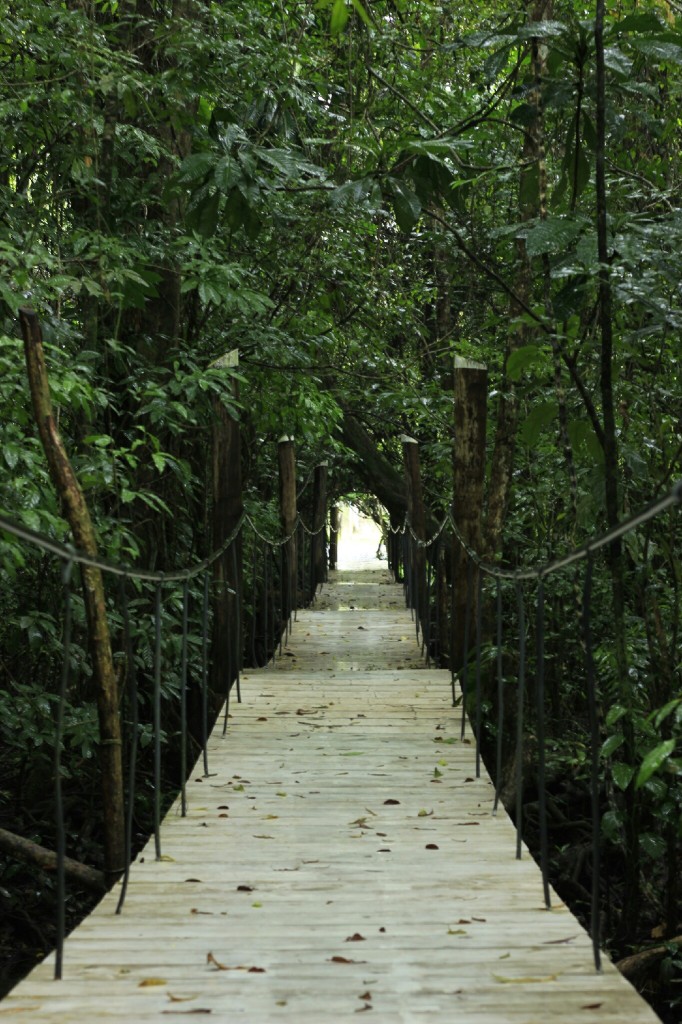 Path through the mangroves at Rio Dulce