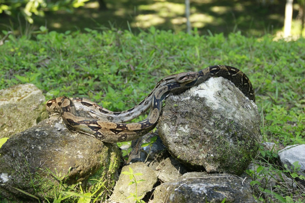 Sunbathing snake