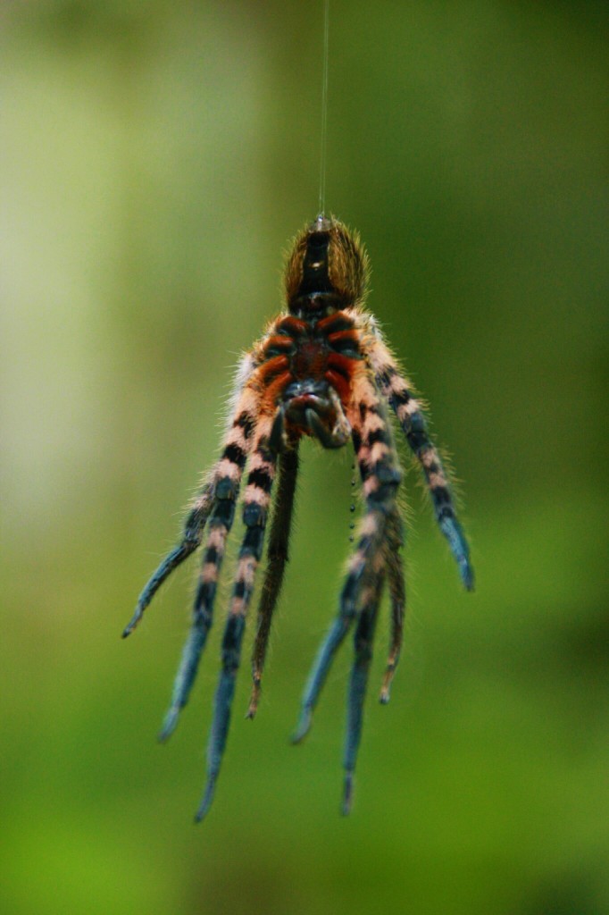 A spider that was relaxing after just having shed it's skin