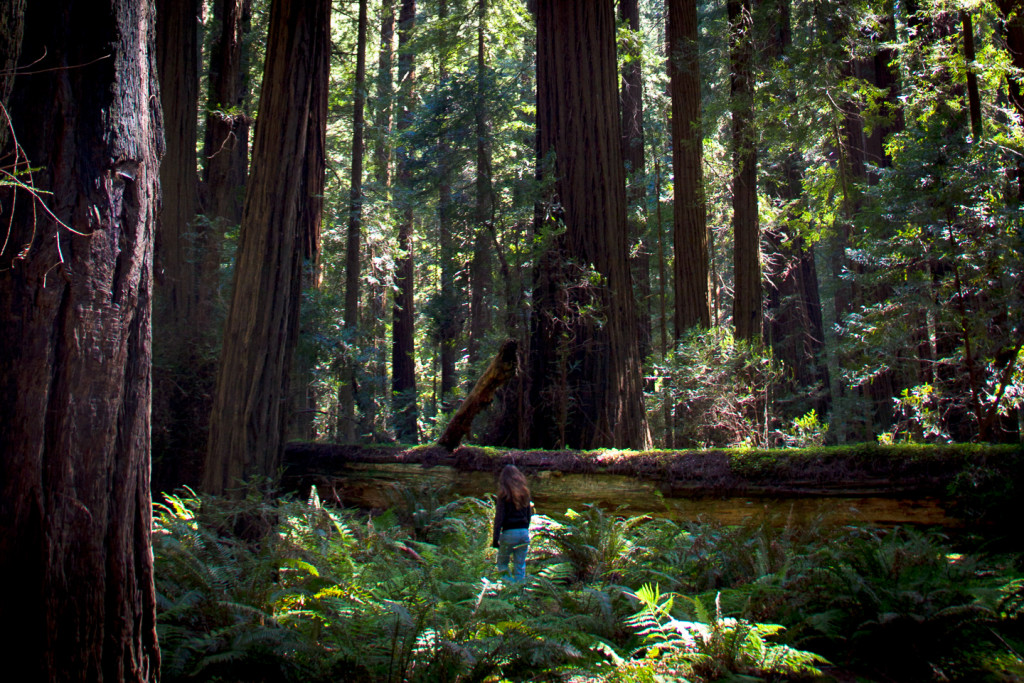 Strolling through Redwoods