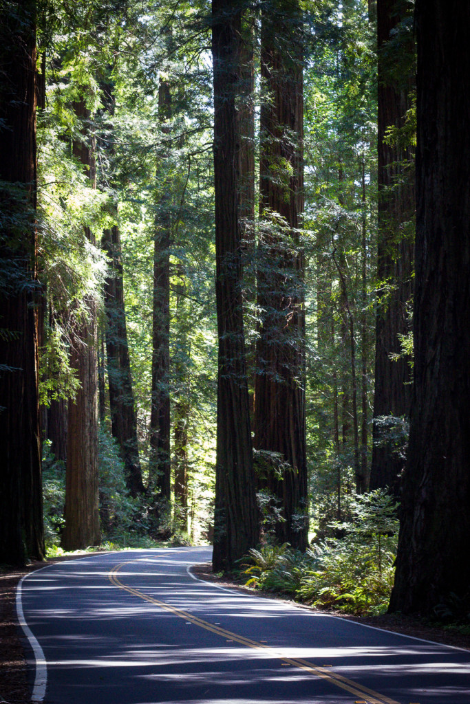 The Avenue of the Giants