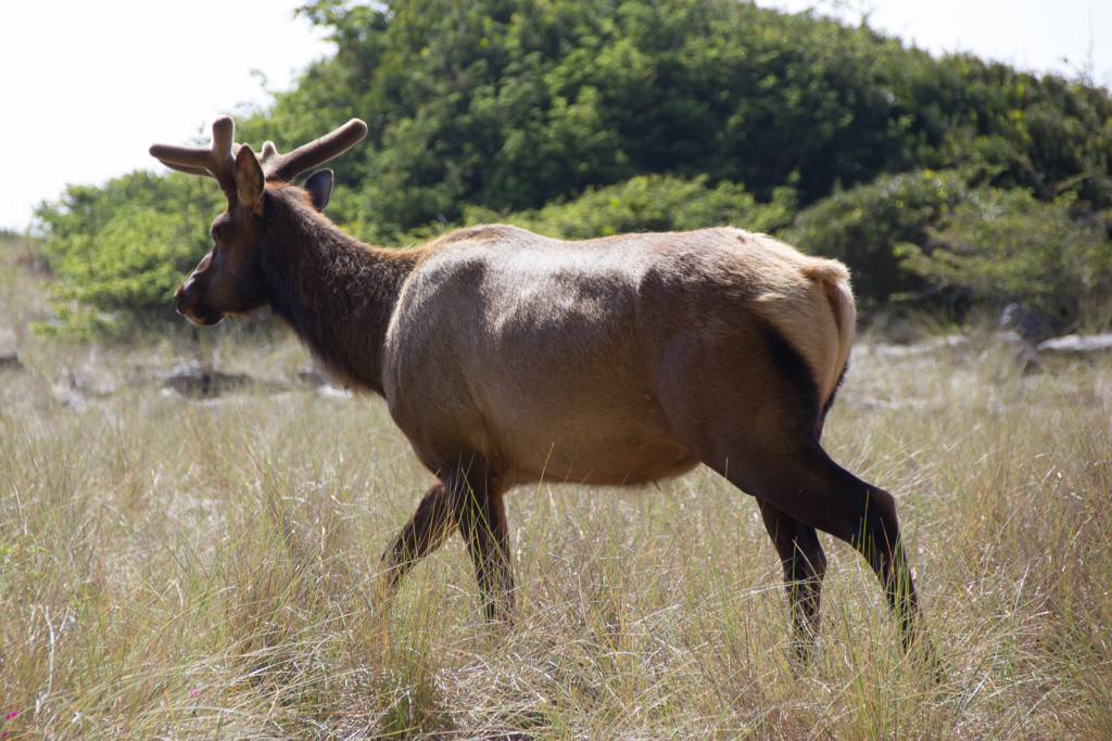 A Roosevelt elk