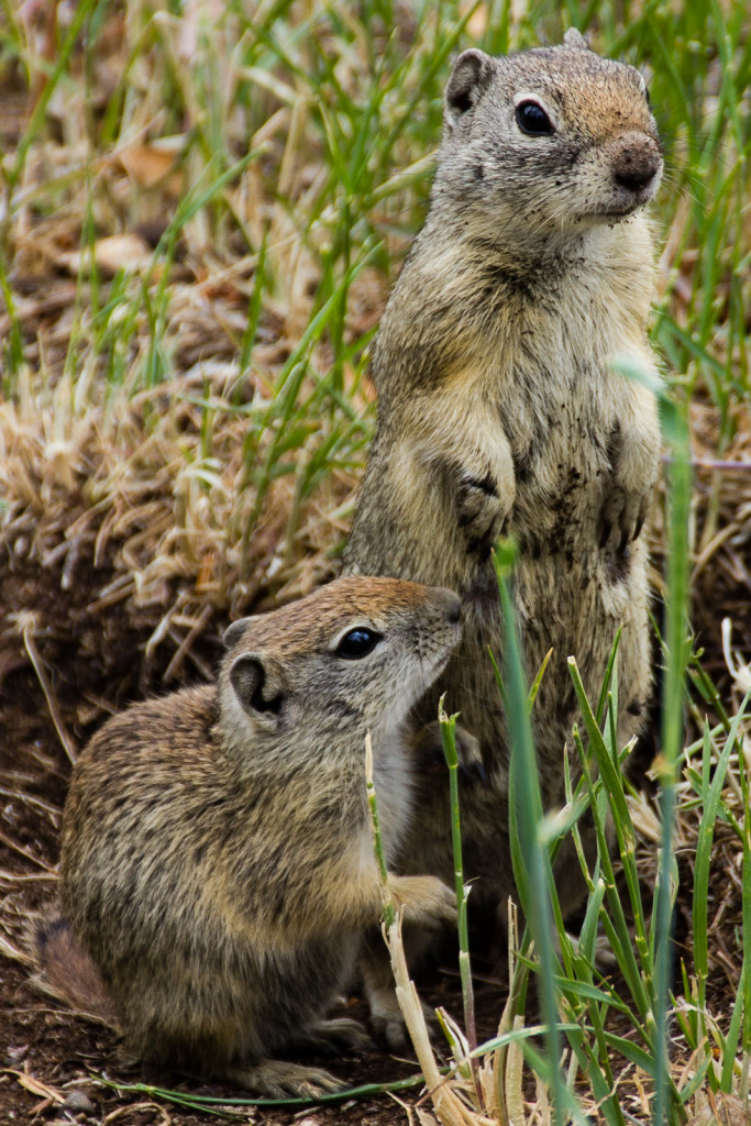 Some gophers