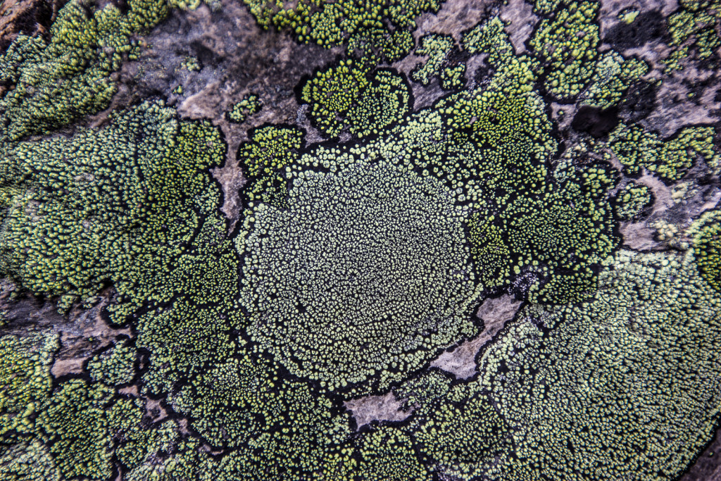 Lichen on obsidian rock