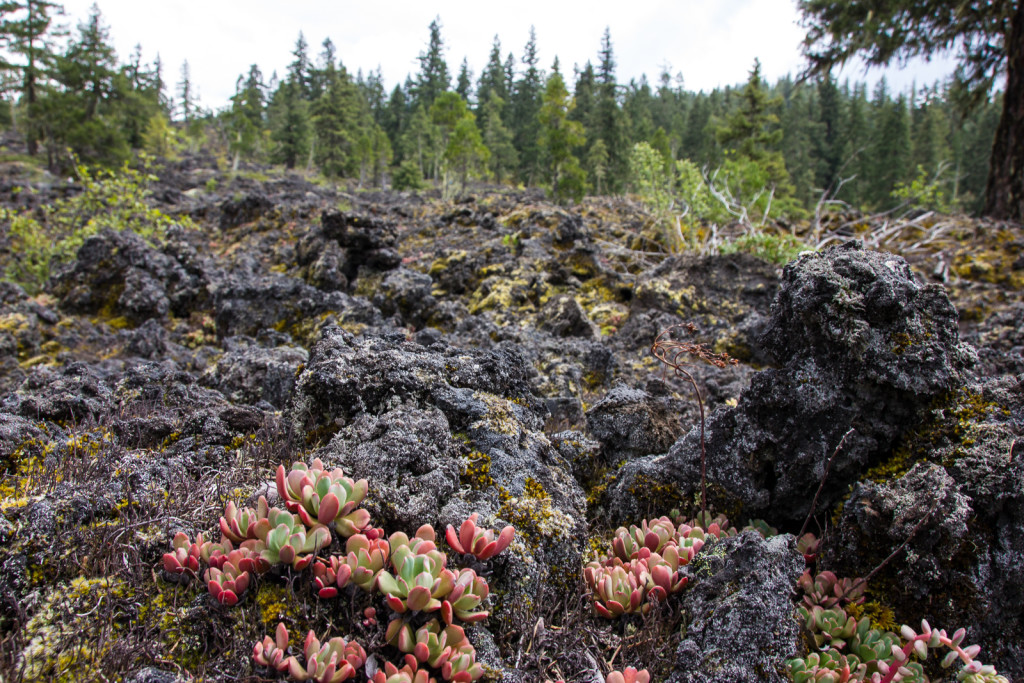 Another lava stream in the Cascades