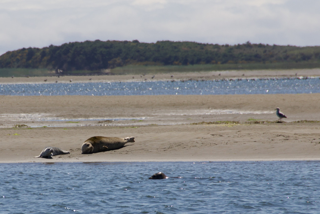 Some seals we saw near Tillamook