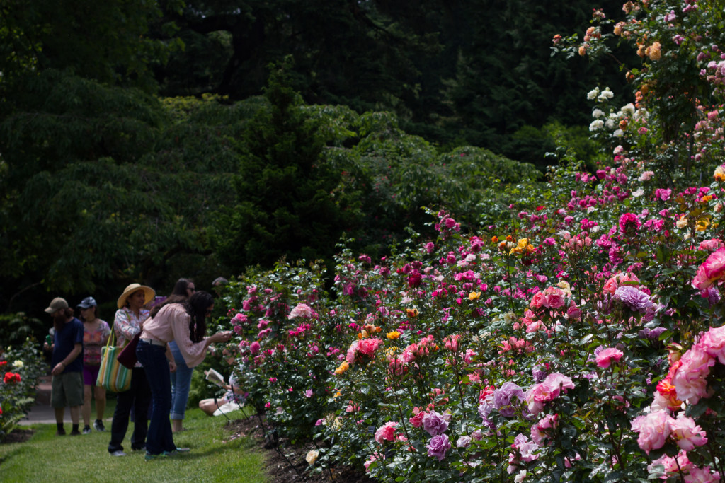 The Portland rose garden