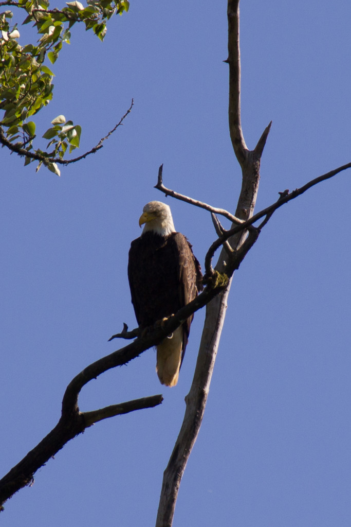 A bald eagle