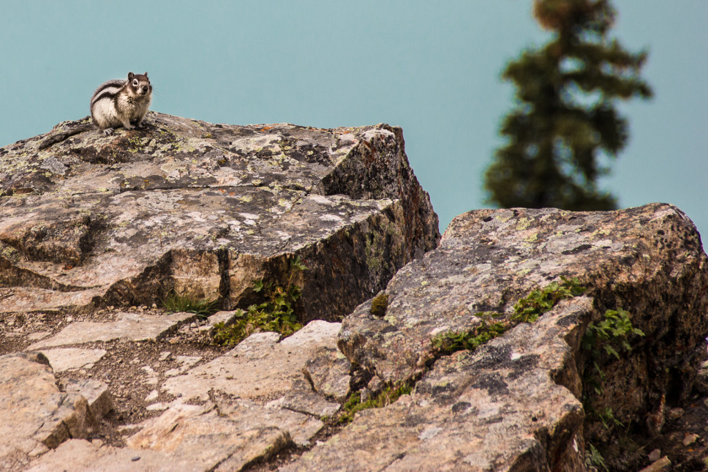 A squirrel in Banff National Park