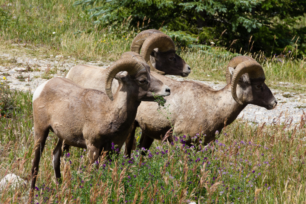 Bighorn Sheep rams