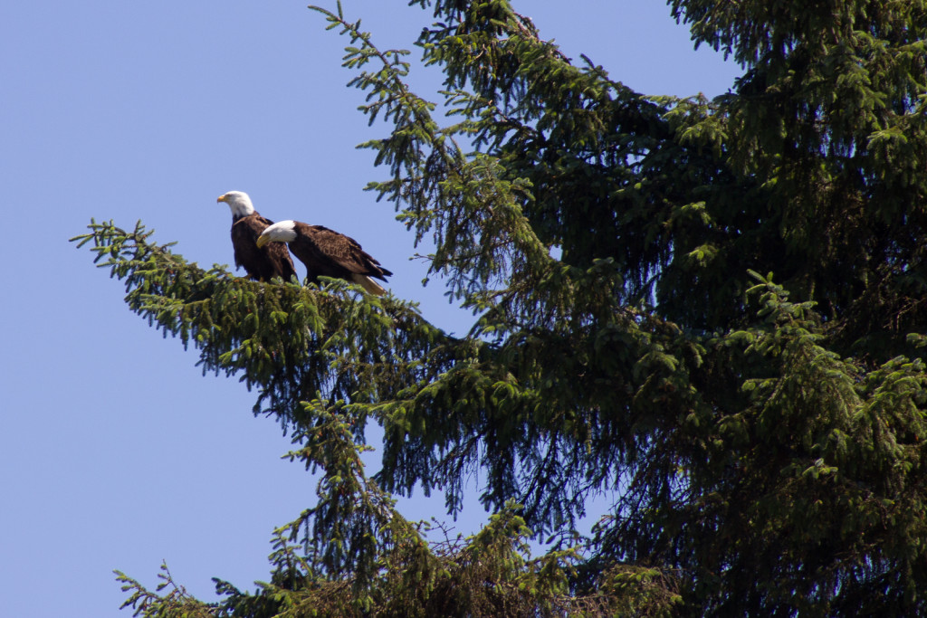 A bald eagle pair near Ucluelet