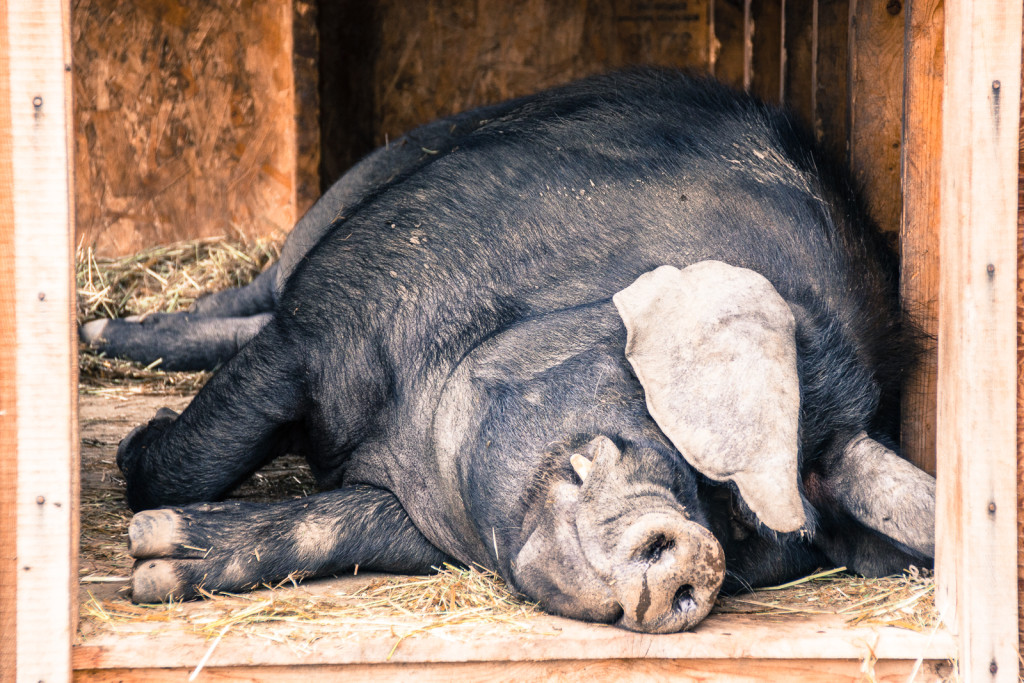 Lazy boar at Fort Steele Heritage Town