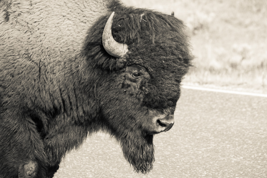 A bison up close