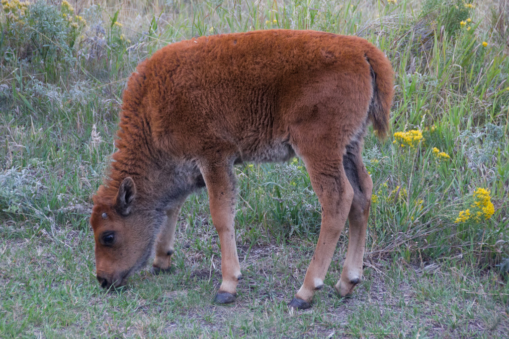 A bison calf