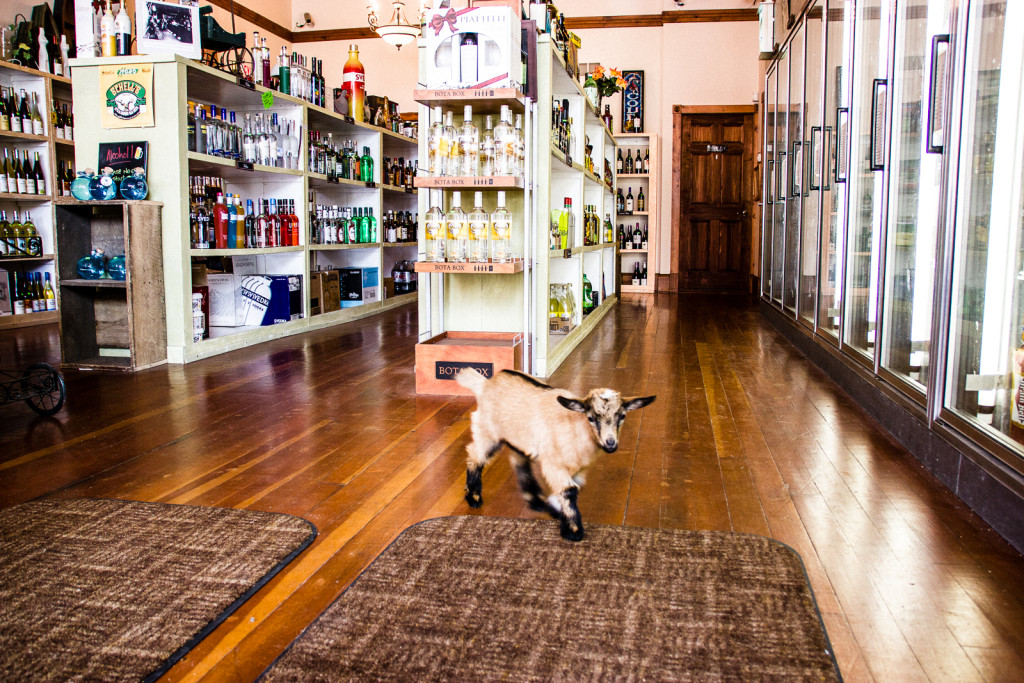 The cute baby goat in the liquor store.